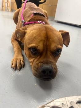 Ren -  Labrador Retriever and Boxer Dog for Adoption in Hartsville, South Carolina - Ren | PetCurious