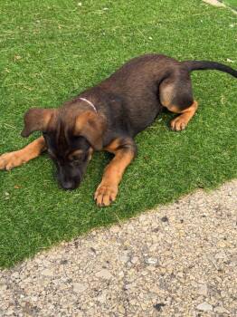 Tackle $550 -  Mixed Breed Dog for Adoption in West Milwaukee, Wisconsin - Tackle $550 | PetCurious