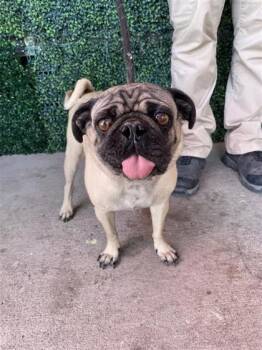 61322536 -  Pug and Mixed Breed Dog for Adoption in El Paso, Texas - 61322536 | PetCurious