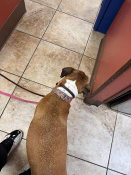 Olga -  Mixed Breed Dog for Adoption in Cincinnati, Ohio - Olga | PetCurious