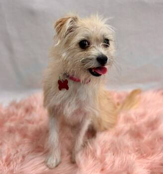 Yorkshire Terrier Dogs Available for Adoption in Palo Alto, California - Bestie | PetCurious