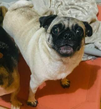 Rescue Pug Dogs for Adoption in Carlsbad, California - Chanel | PetCurious