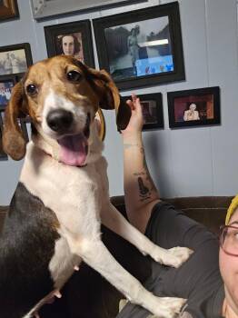 Coonhound Dogs Available for Adoption in Wilkesboro, North Carolina - Prissy | PetCurious