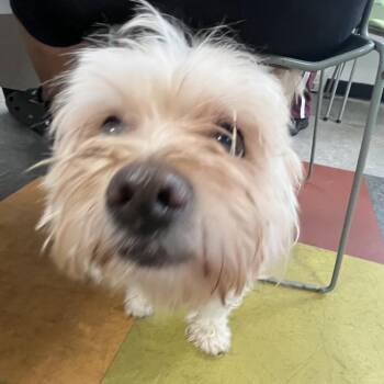 Panchito -  Mixed Breed Dog for Adoption in Philadelphia, Pennsylvania - Panchito | PetCurious