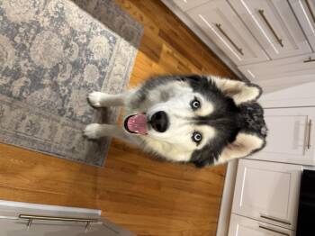 Rescue Siberian Husky Dogs for Adoption in Cumming, Georgia - Kona | PetCurious