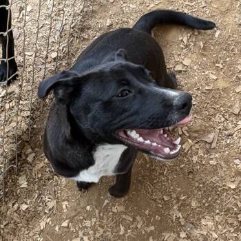 Rescue Black Labrador Retriever Dogs for Adoption in Jena, Louisiana - Willow | PetCurious