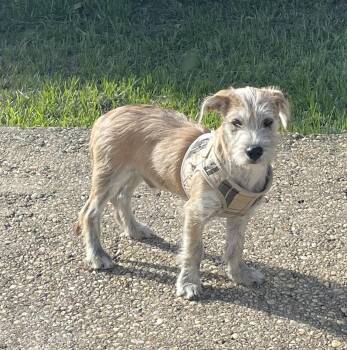 Wirehaired Terrier Dogs Available for Adoption in Pensacola, Florida - Swoosh | PetCurious