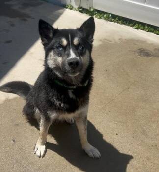 Skye -  Mixed Breed Dog for Adoption in North Myrtle Beach, South Carolina - Skye | PetCurious