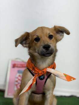 Socrates-One of our Amazing Rescue Dogs -  Papillon and Border Terrier Dog for Adoption in Carlsbad, California - Socrates-One Of Our Amazing Rescue Dogs | PetCurious