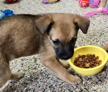 Zoey -  Mixed Breed Dog Available for Adoption in Madison, Wisconsin - Zoey | PetCurious