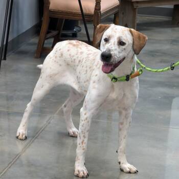 Mixed Breed Dogs Available for Adoption - Lorraine | PetCurious