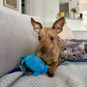 Chihuahua and Dachshund Dogs Available for Adoption in Austin, Texas - Primrose | PetCurious