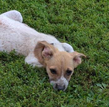 Minnetonka* -  Australian Cattle Dog Blue Heeler Dog for Adoption in Brooklyn Center, Minnesota - Minnetonka* | PetCurious