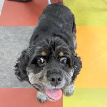 Cocker Spaniel Dogs Available for Adoption in Philadelphia, Pennsylvania - Cutie Pie | PetCurious