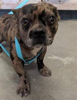 PANKO -  French Bulldog Dog for Adoption in Camarillo, California - PANKO | PetCurious