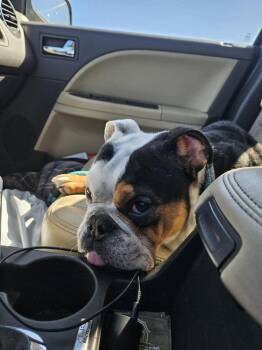 American Bulldog Dogs Available for Adoption in Rathdrum, Idaho - Oscar | PetCurious