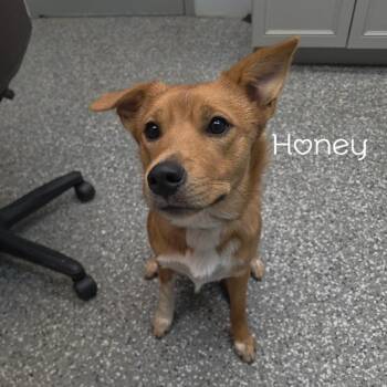 Honey -  Cardigan Welsh Corgi and Finnish Spitz Dog for Adoption in Parkersburg, West Virginia - Honey | PetCurious