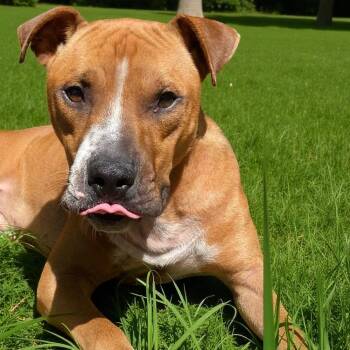 Pit Bull Terrier Dogs Available for Adoption in Naperville, Illinois - Obi Wan | PetCurious