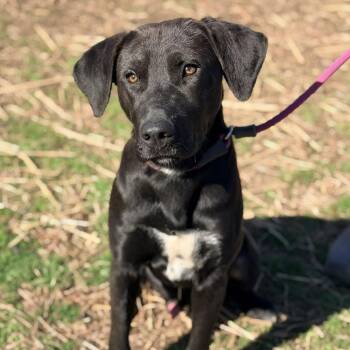 Mixed Breed Dogs Available for Adoption - Salt | PetCurious