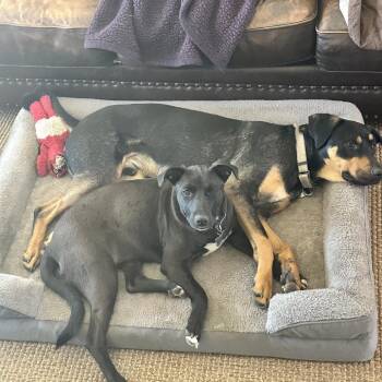Yuki -  Black Labrador Retriever and Mixed Breed Dog for Adoption in Tulsa, Oklahoma - Yuki | PetCurious