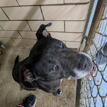 Zollo -  Pit Bull Terrier Dog for Adoption in Greenville, Pennsylvania - Zollo | PetCurious