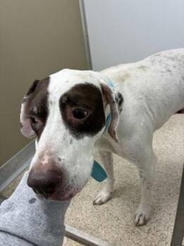 Mixed Breed Dogs Available for Adoption in Lafayette, Indiana - Ross | PetCurious