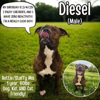 Diesel -  American Staffordshire Terrier and Rottweiler Dog for Adoption in Lancaster, Kentucky - Diesel | PetCurious