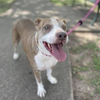 American Staffordshire Terrier Dogs Available for Adoption in Spring, Texas - Daisy | PetCurious