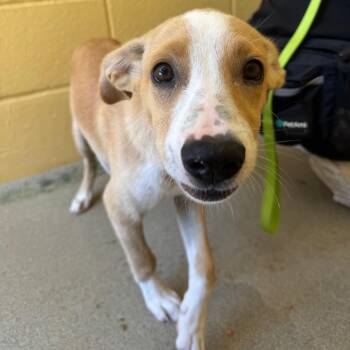 Maryland -  Hound and Mixed Breed Dog for Adoption in West Palm Beach, Florida - Maryland | PetCurious
