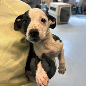 Mixed Breed Dogs Available for Adoption in Huntington, West Virginia - Jayson | PetCurious