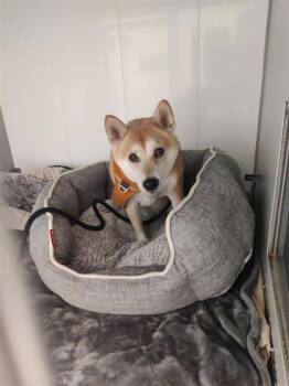 Rescue Mixed Breed Dogs for Adoption in Montreal, Quebec - Natsu | PetCurious