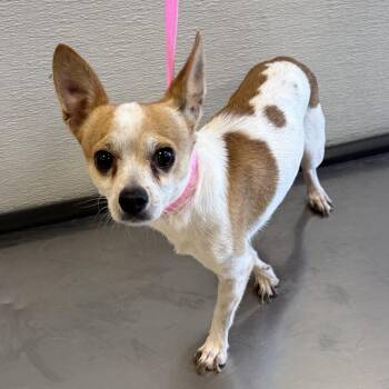 Pancho -  Mixed Breed Dog for Adoption in Las Cruces, New Mexico - Pancho | PetCurious