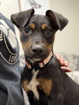 German Shepherd Dog and Terrier Dogs Available for Adoption - Frito The Mixed Breed Puppy! | PetCurious