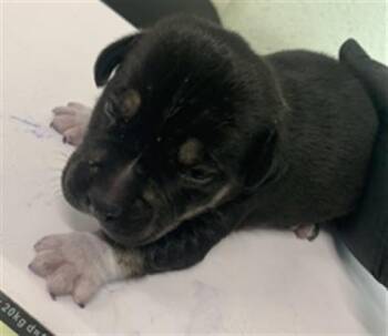 ASTER -  Pit Bull Terrier and Mixed Breed Dog for Adoption in Corpus Christi, Texas - ASTER | PetCurious