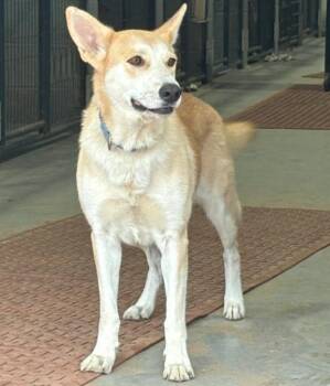 Trish -  Carolina Dog and Mixed Breed Dog for Adoption in Houston, Texas - Trish | PetCurious