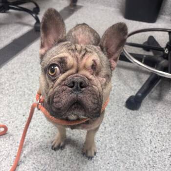 Chavelita -  French Bulldog Dog for Adoption in Reno, Nevada - Chavelita | PetCurious