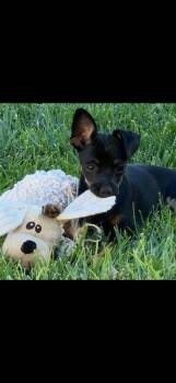 Faith -  Chihuahua Dog for Adoption in Las Vegas, Nevada - Faith | PetCurious