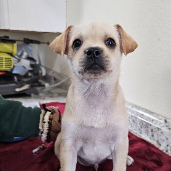 Chihuahua Dogs Available for Adoption - Sylver | PetCurious