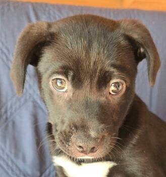 Arnica -  Pit Bull Terrier Dog for Adoption in Newport, Tennessee - Arnica | PetCurious