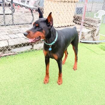 Drew 3619 -  Doberman Pinscher Dog for Adoption in Oakland Park, Florida - Drew 3619 | PetCurious