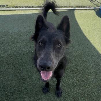 Opossum -  Shepherd and Mixed Breed Dog for Adoption in Long Beach, California - Opossum | PetCurious