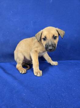 Rescue German Shepherd Dog and Mixed Breed Dogs for Adoption in Ruston, Louisiana - Baked Beans | PetCurious