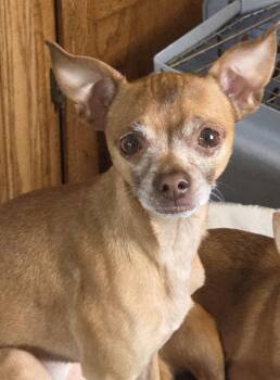 Chihuahua Dogs Available for Adoption - JACK | PetCurious