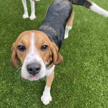 Apple Dumpling 0129 -  Beagle Dog for Adoption in Loxahatchee Groves, Florida - Apple Dumpling 0129 | PetCurious