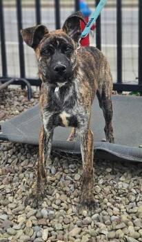Belgian Shepherd Malinois Dogs Available for Adoption in Buffalo, New York - Iggy Pop | PetCurious