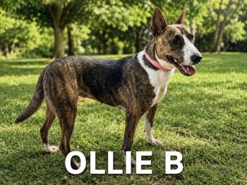 Ollie B -  Bull Terrier Dog for Adoption in Lucas, Texas - Ollie B | PetCurious