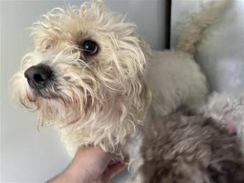 Maltese and Mixed Breed Dogs Available for Adoption in Houston, Texas - A657006 | PetCurious