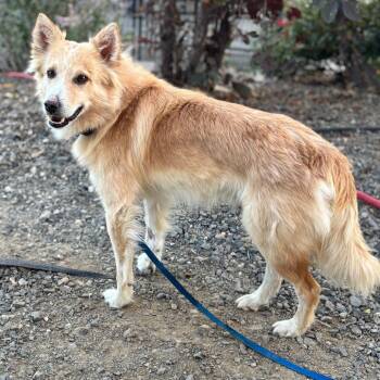 Rescue Border Collie Dogs for Adoption in Nampa, Idaho - Ferguson | PetCurious