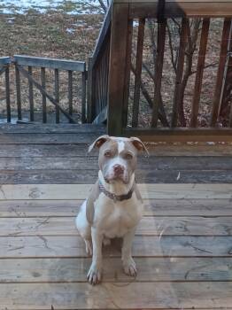 Pit Bull Terrier Dogs Available for Adoption - Marco | PetCurious