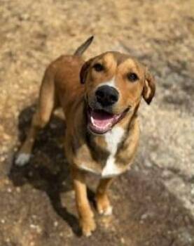 Labrador Retriever and Shepherd Dogs Available for Adoption in Randolph, New Jersey - Romeo-Foster Or Adopt | PetCurious